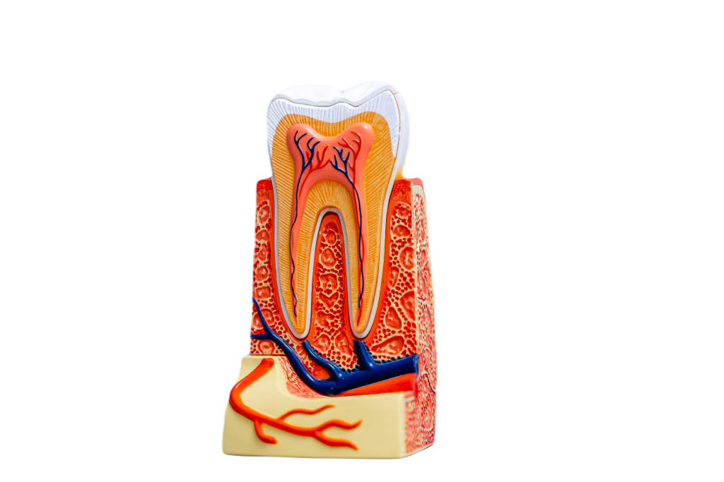 endodonti - İnci Diş